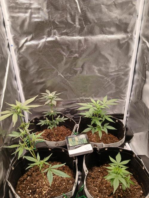 420 fastbuds. Week 7