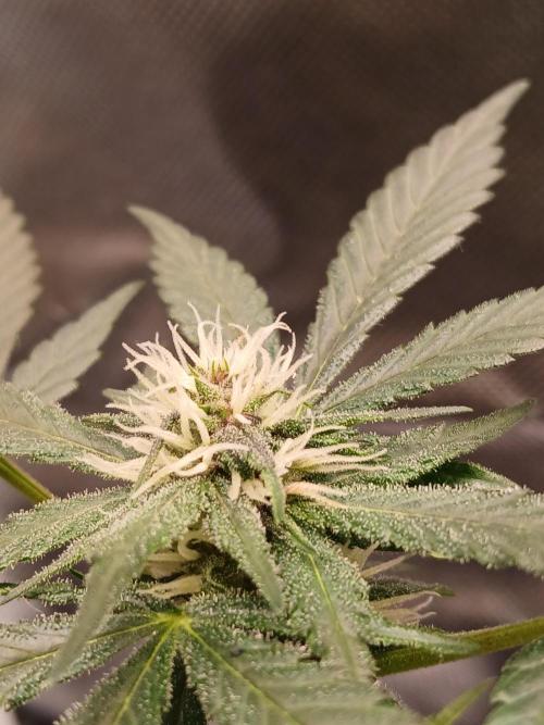 420 fastbuds. Week 7