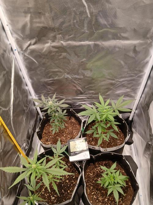 420 fastbuds. Week 7