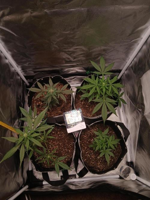 420 fastbuds. Week 8