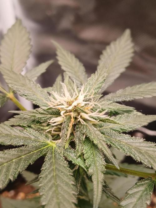 420 fastbuds. Week 8