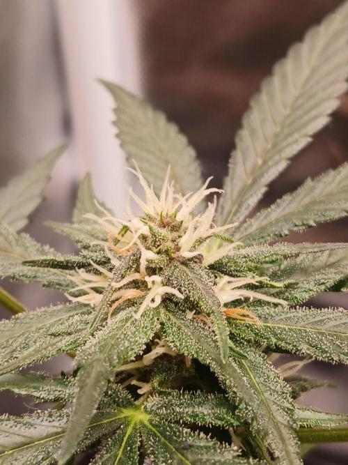 420 fastbuds. Week 8