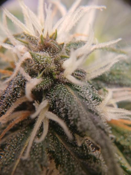 420 fastbuds. Week 8