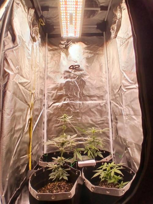 420 fastbuds. Week 8