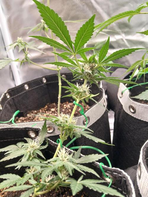 420 fastbuds. Week 8