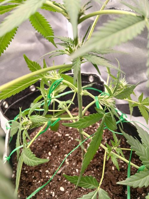 420 fastbuds. Week 8