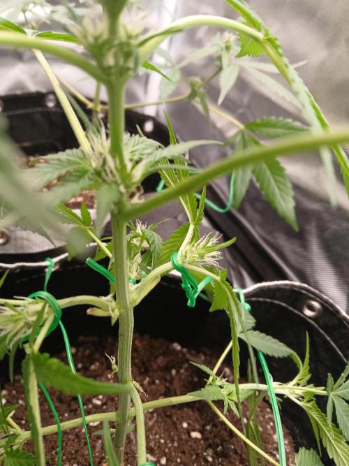 420 fastbuds. Week 8