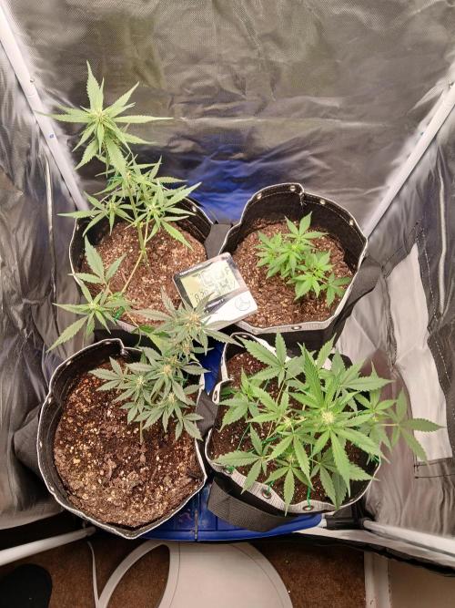 420 fastbuds. Week 8