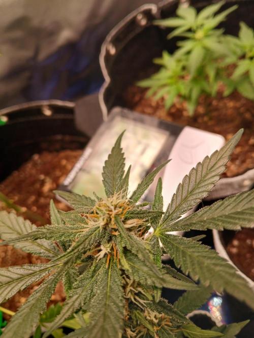 420 fastbuds. Week 9