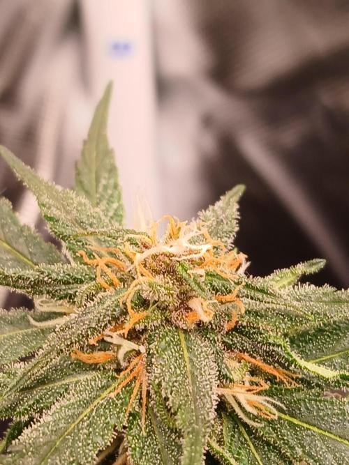 420 fastbuds. Week 9