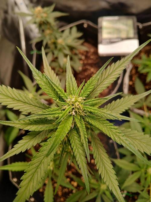 420 fastbuds. Week 9