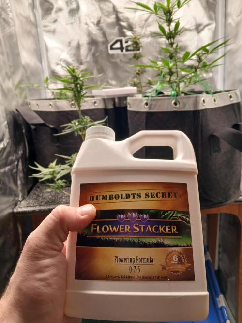 420 fastbuds. Week 9