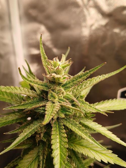 420 fastbuds. Week 10