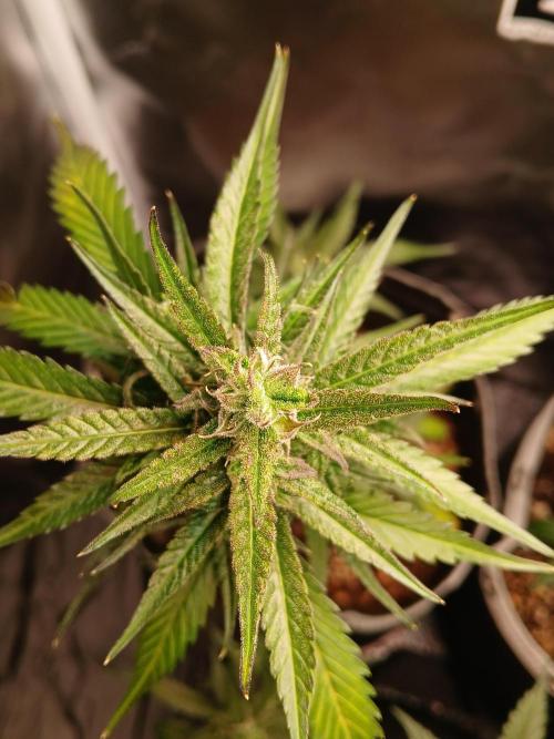 420 fastbuds. Week 10