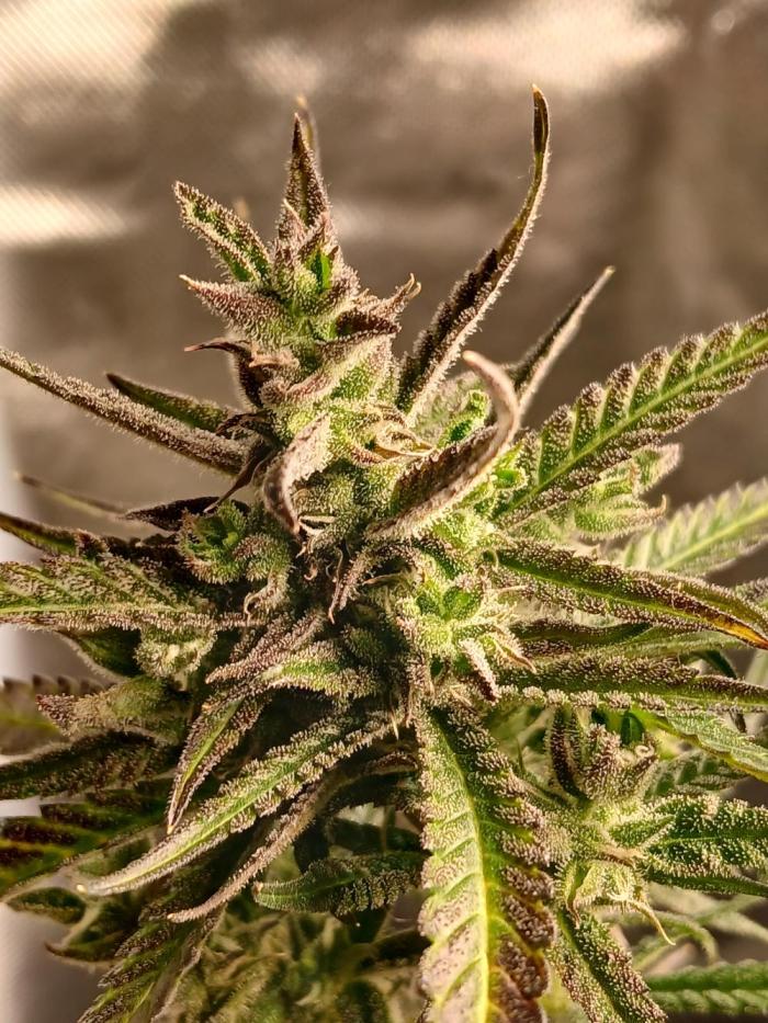 420 fastbuds. Week 11 - Last pic of her beautiful existence. 