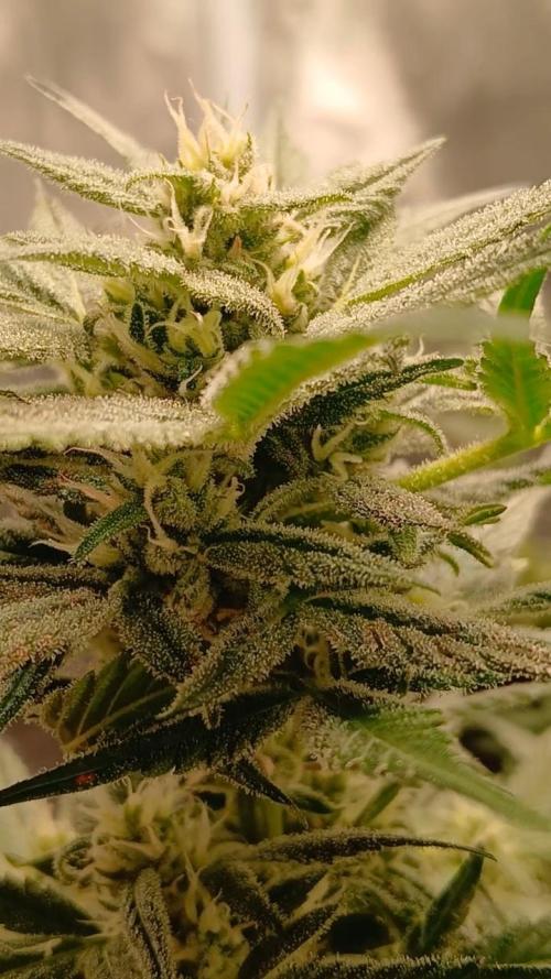 420 fastbuds. Week 11