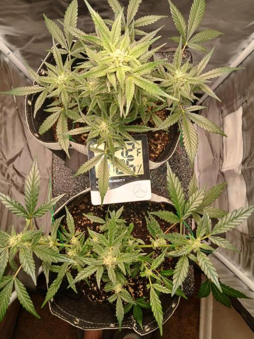 420 fastbuds. Week 11