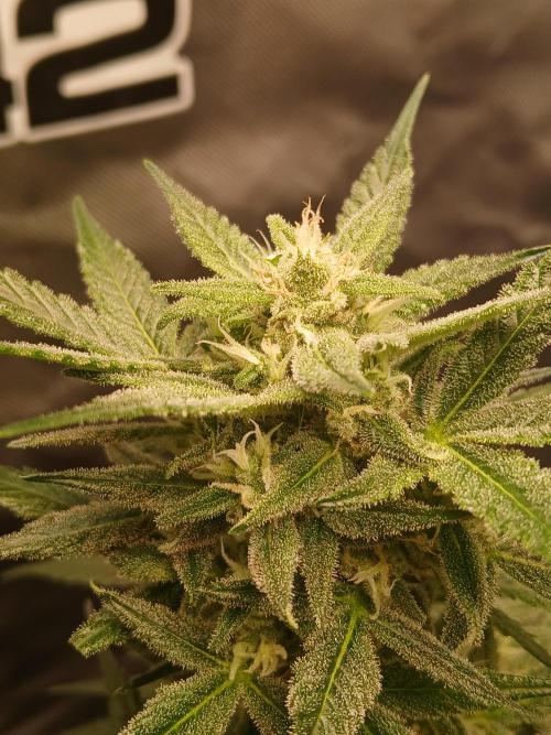 420 fastbuds. Week 11