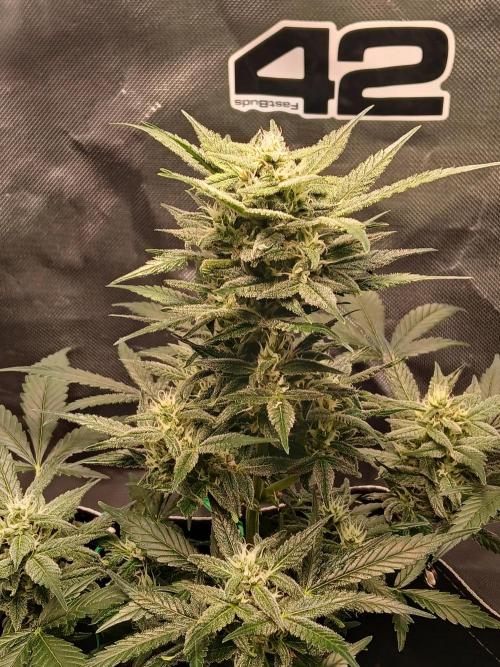 420 fastbuds. Week 11 - Sunday February 1st, last day of week 11. 