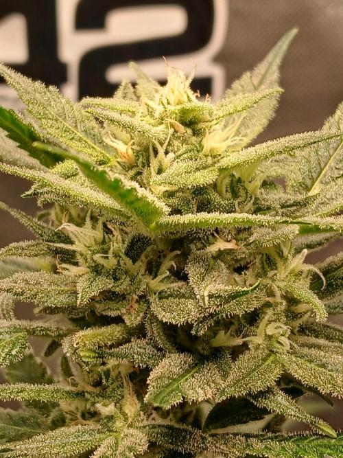 420 fastbuds. Week 11