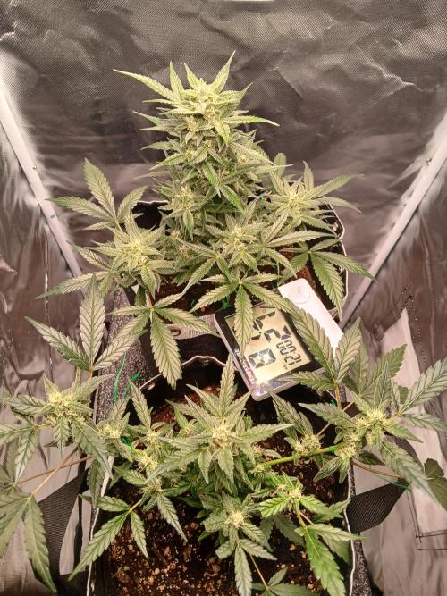 420 fastbuds. Week 12