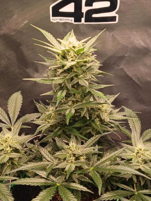 420 fastbuds. Week 12