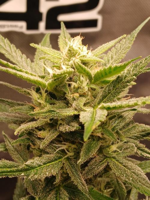 420 fastbuds. Week 12