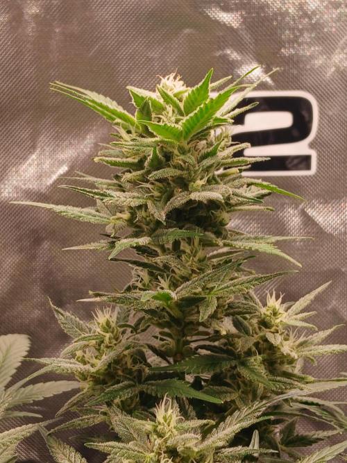 420 fastbuds. Week 12