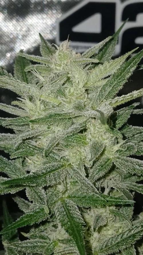 420 fastbuds. Week 12