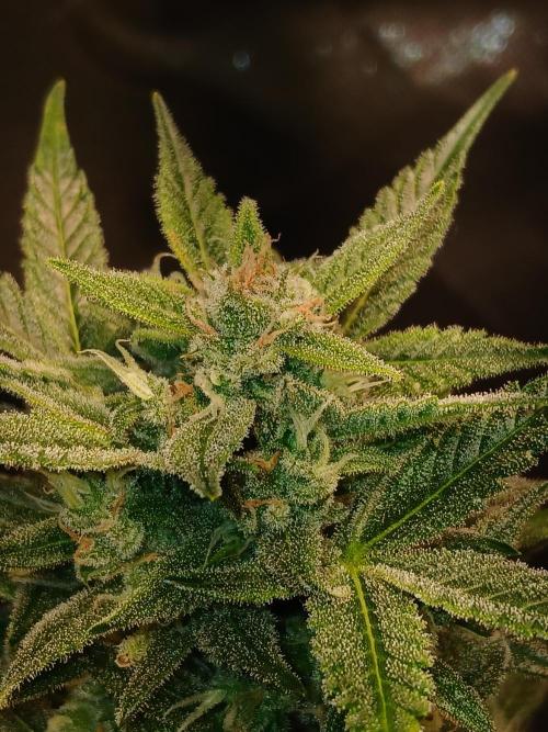 420 fastbuds. Week 12 - She developed cal mag deficiency couple days ago, but as expected flushing 