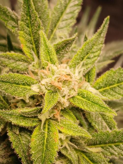 420 fastbuds. Week 12 - Cal mag deficiency hit late. Waited couple days, trichomes ready. Cola chopped 