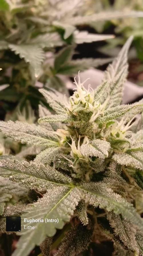 420 fastbuds