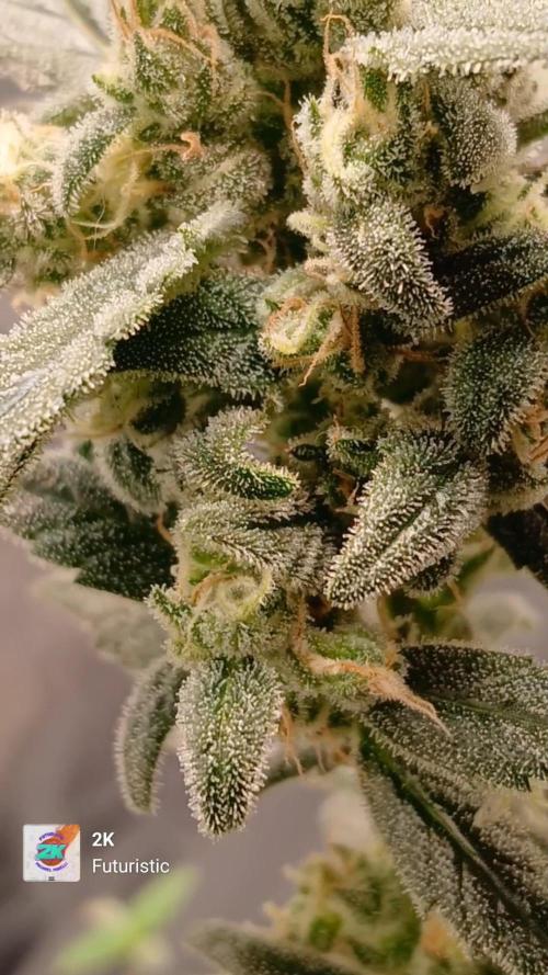 420 fastbuds. Week 13
