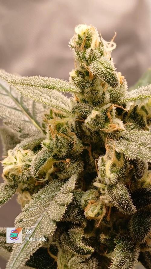 420 fastbuds. Week 13