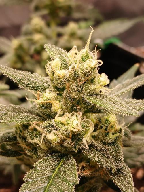 420 fastbuds. Week 13