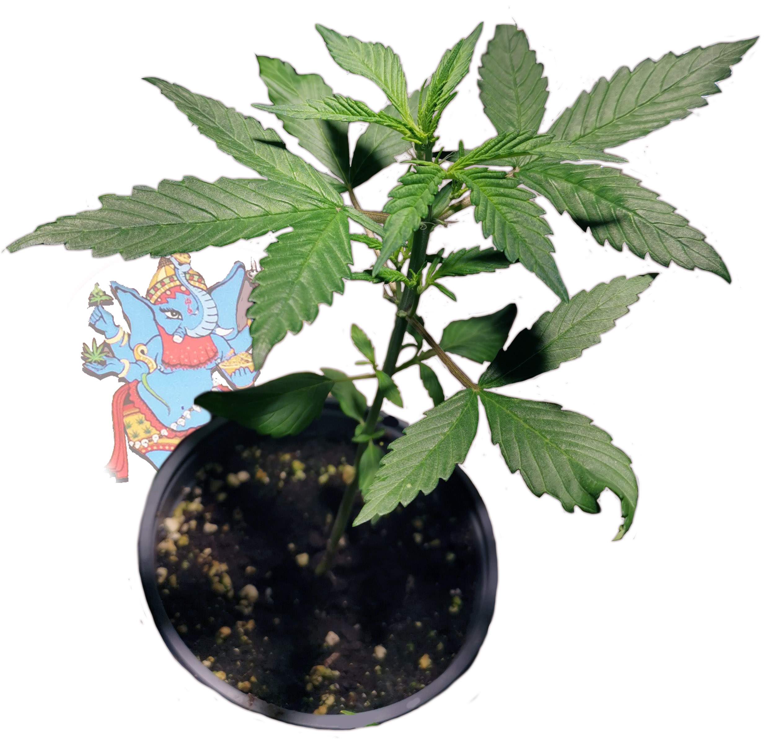 Sweet Seeds Devil Cream Auto® grow diary (journal) week4 by Removed