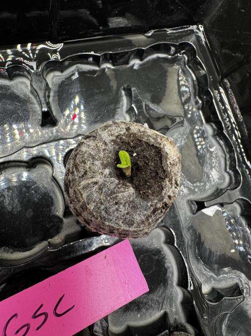 Galato grow first time growers. Week 0 - Took a look today an she had popped out already helmet was hanging off an fell 