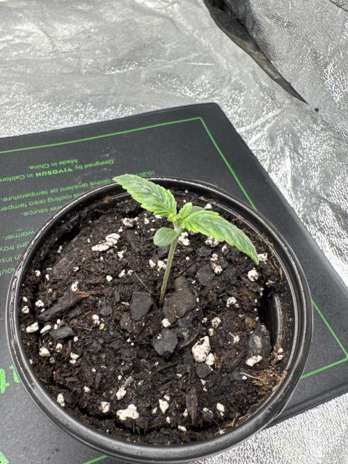 Galato grow first time growers. Week 1 - Moved to 3 gal pot kept dome on 