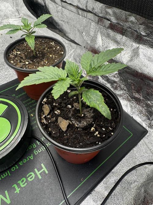 Galato grow first time growers. Week 1 - Feed like 1 1/2 day before pic 
Fox farm seedling feed