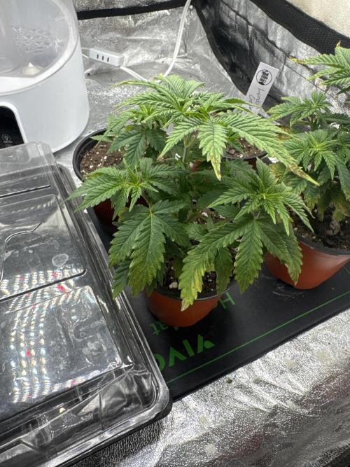 Galato grow first time growers. Week 3 - Week 3 feed 