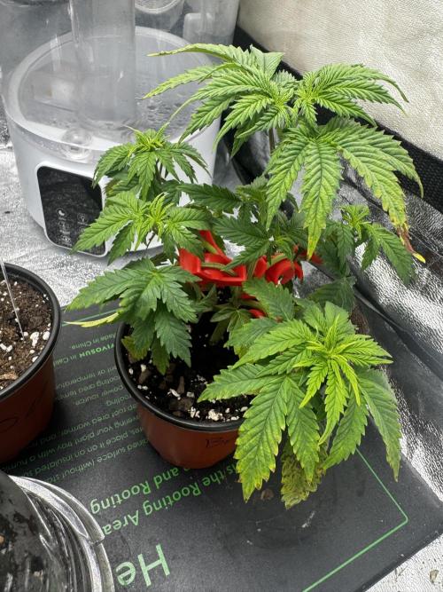 The seed connect AZ - Gelato door Crazyhero