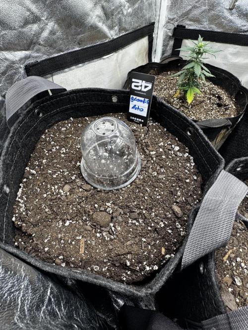 Gorilla cookies auto. Week 0 - Seed popped tap root was out already so I moved her over straight to 5gal pot 