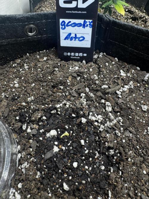 Gorilla cookies auto. Week 0 - Took a look today 4-15 and she is coming up from the dirt 😁sprayed some water