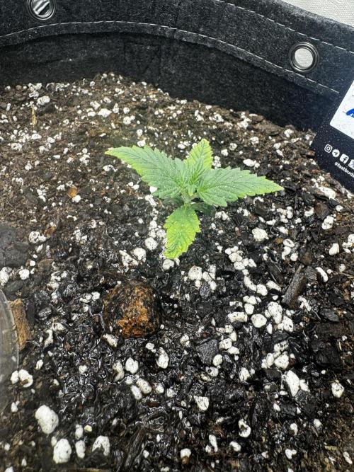 Gorilla cookies auto. Week 0 - 4-25-26 she's looking good 