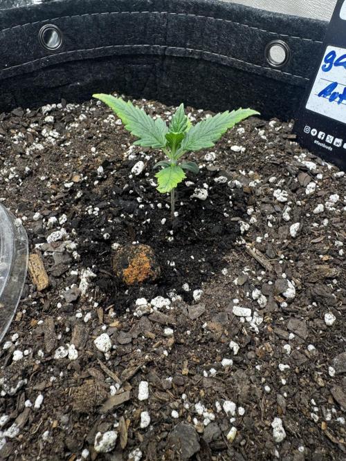 Gorilla cookies auto. Week 1