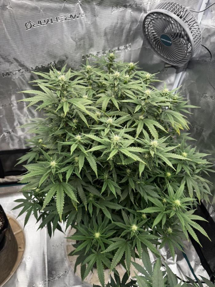 Galato grow first time growers. Week 4 - She alive 