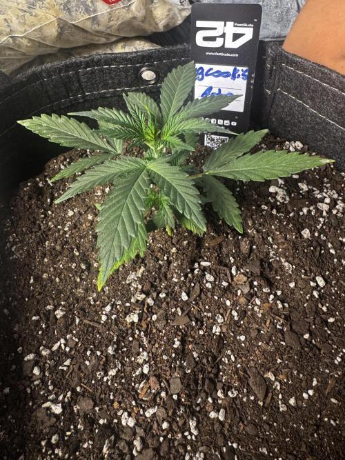 Gorilla cookies auto. Week 3