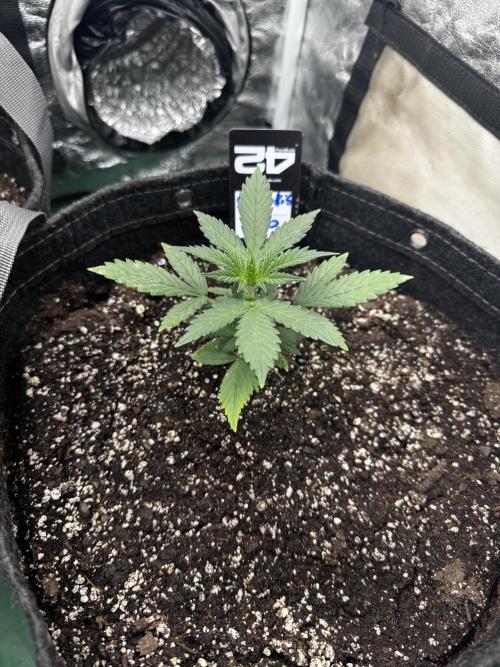 Gorilla cookies auto. Week 3