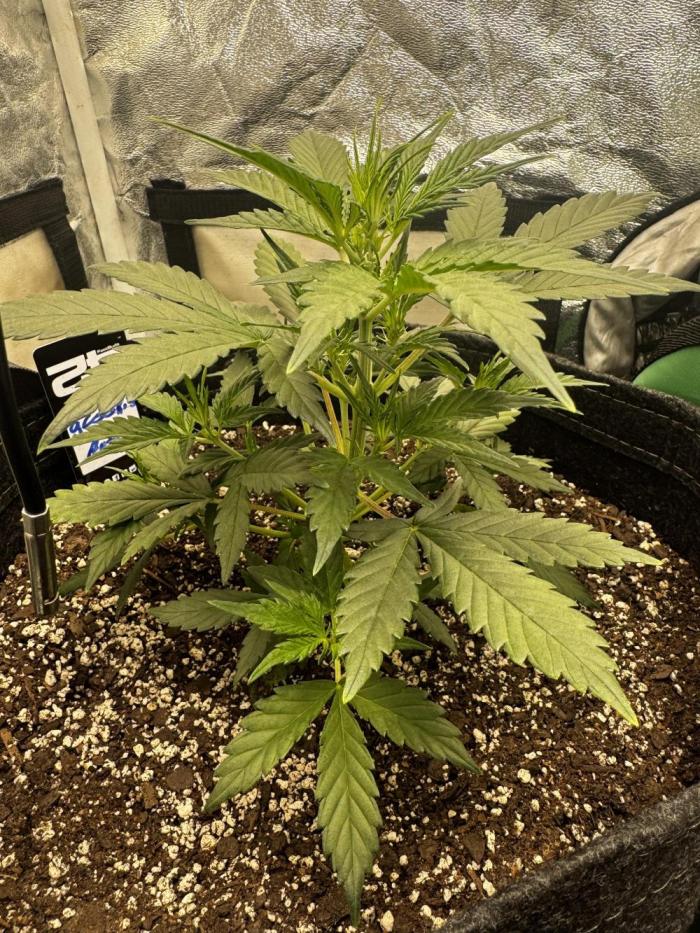 Gorilla cookies auto. Week 4