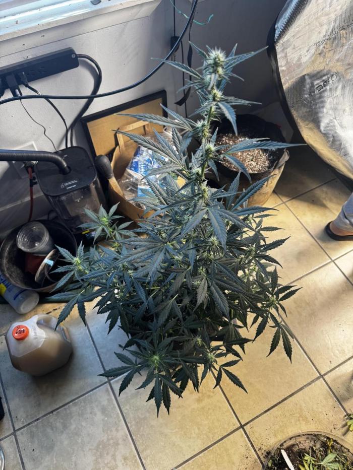 Gorilla cookies auto. Week 6